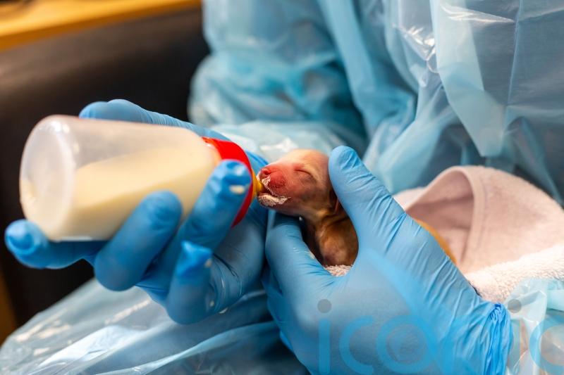 Animal charity rescues 216 dogs in 10 days in record influx