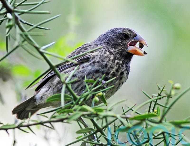 New species of Galapagos finch ‘can arise after just six consecutive droughts’