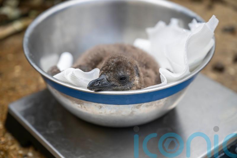 Zoo names endangered ‘mischievous’ penguin chicks after Oasis frontmen