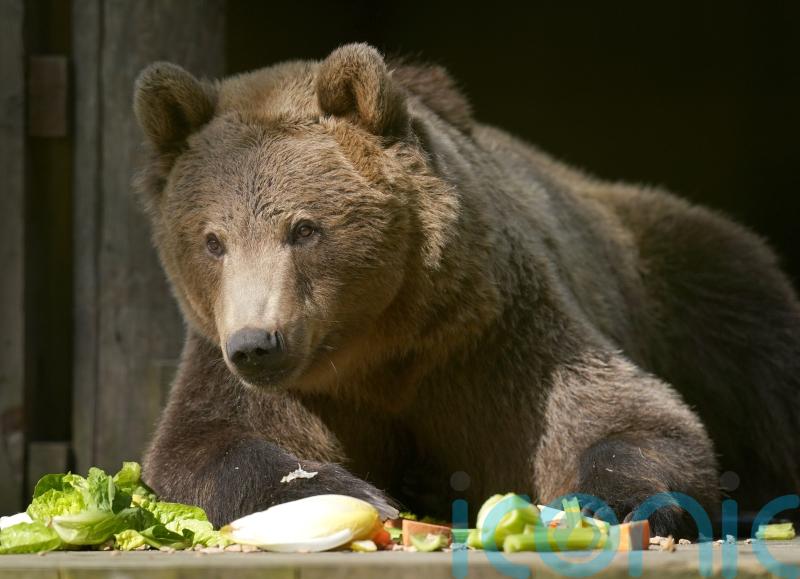 Boki the bear ‘not out of the woods’ yet after successful brain surgery