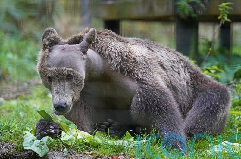 Boki the bear takes ‘favourite’ medicine Calpol as he recovers from surgery