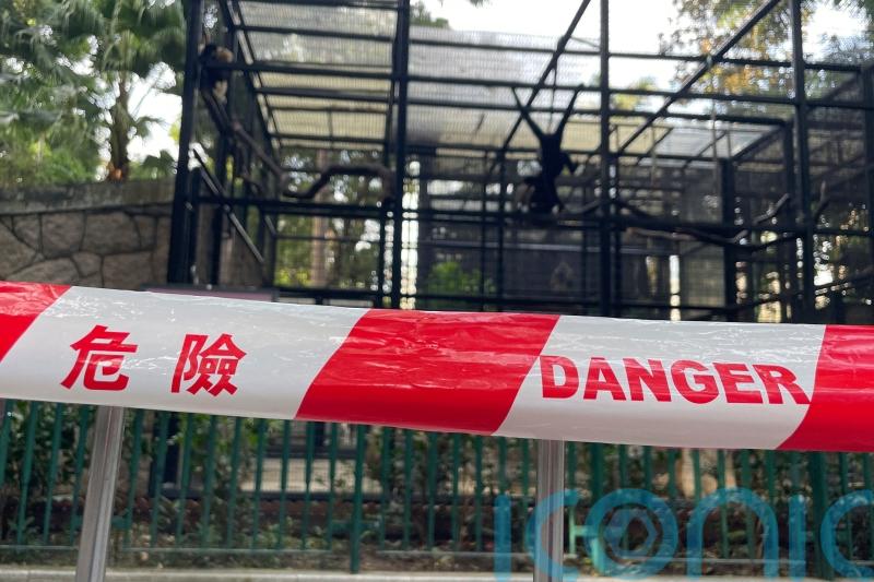 Hong Kong zoo probes deaths of nine monkeys in two days