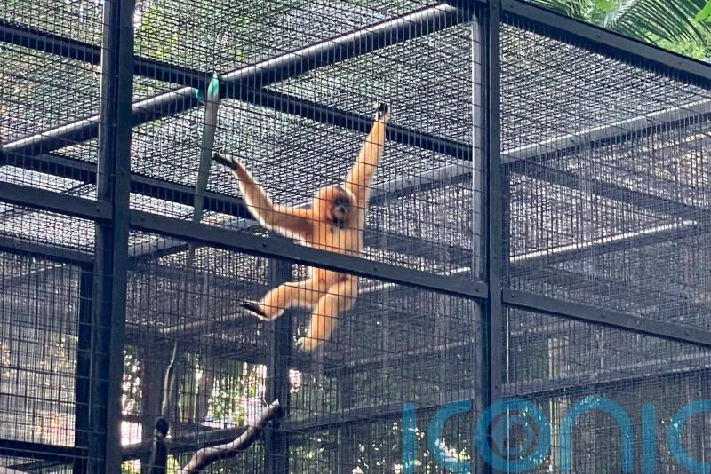 Monkeys who died in Hong Kong zoo had bacterial infection – officials