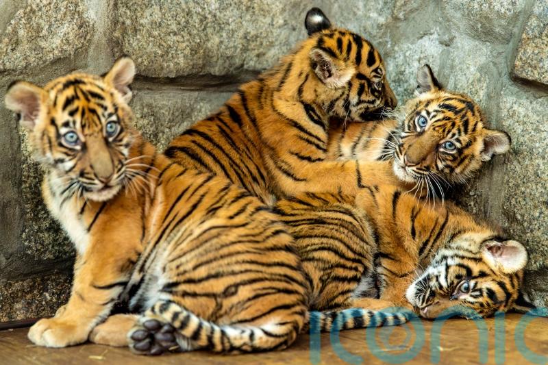 Polish zoo celebrates birth of four Sumatran tiger cubs