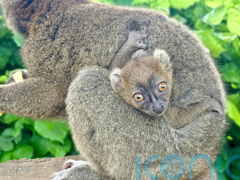 Critically endangered lemur born at Cotswold Wildlife Park