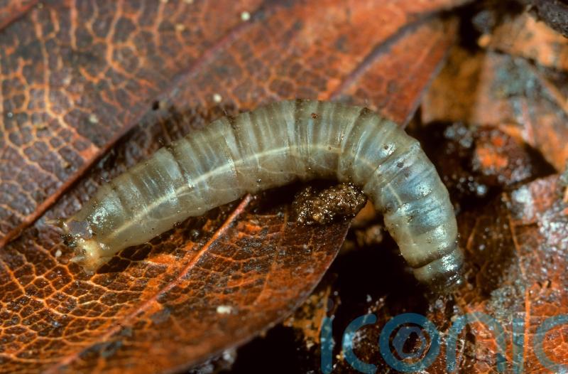 Why leatherjackets can wreak havoc with your lawn