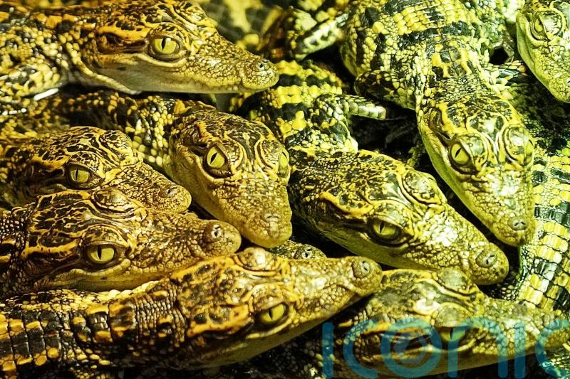 Near-extinct crocodile species returns from brink in Cambodia