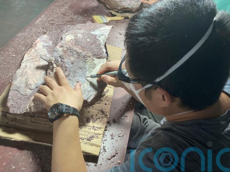 Hong Kong discovers dinosaur fossils for the first time