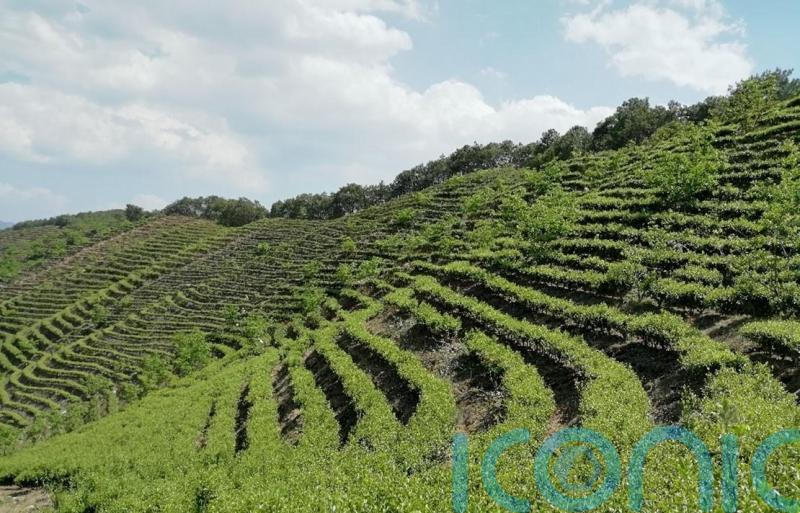 Met Office works with Chinese farmers to protect tea harvest from climate change