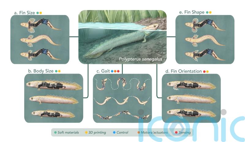 Robots could help scientists understand how fish started to walk on land