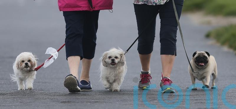 Clocks changing can trigger anxiety and upset stomach in pets, expert warns
