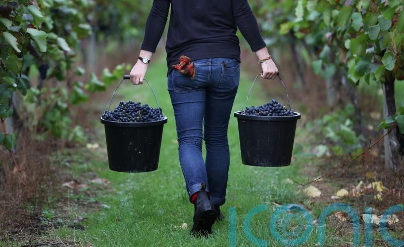 Chapel Down takes itself off market and warns over weaker 2024 harvest