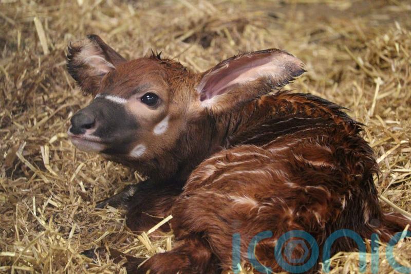‘Major success’ as endangered bongo calf born at Woburn Safari Park