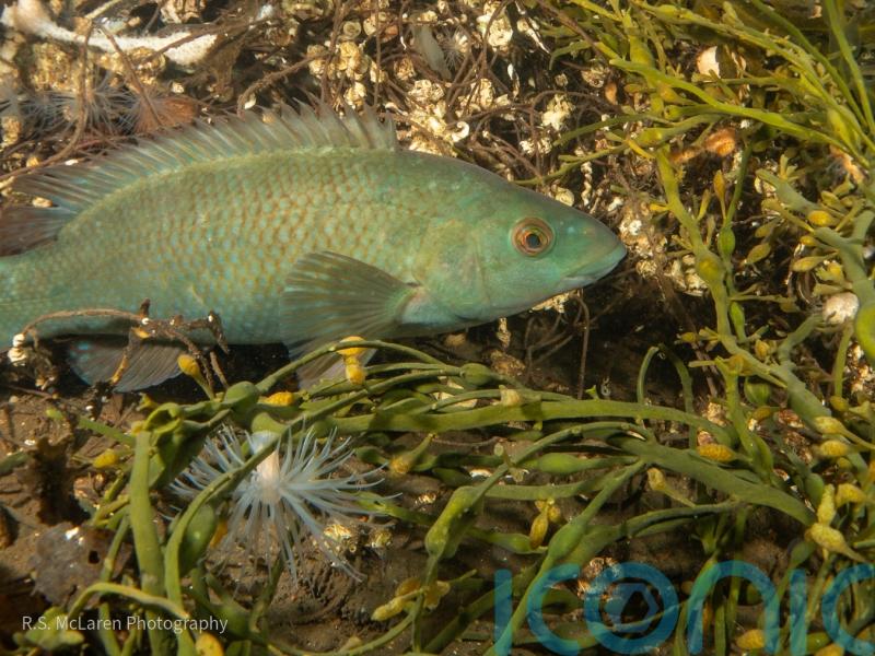 Ministers urged to act to protect ‘keystone species’ of inshore waters