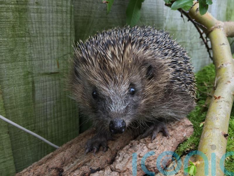 Hedgehogs listed as ‘near threatened’ after suffering rapid population declines