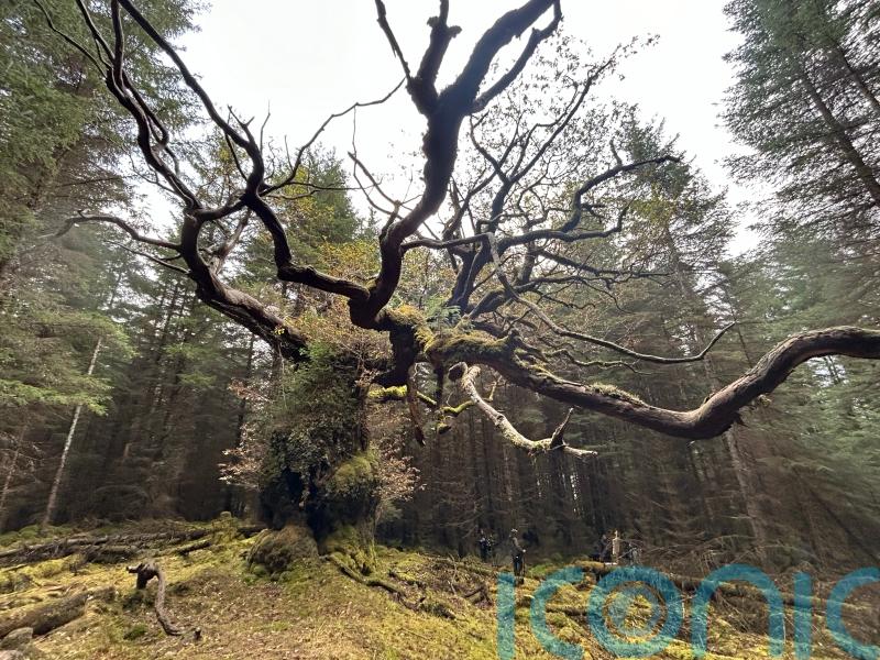 Centuries-old Scottish oak named after ceilidh band wins tree of the year vote