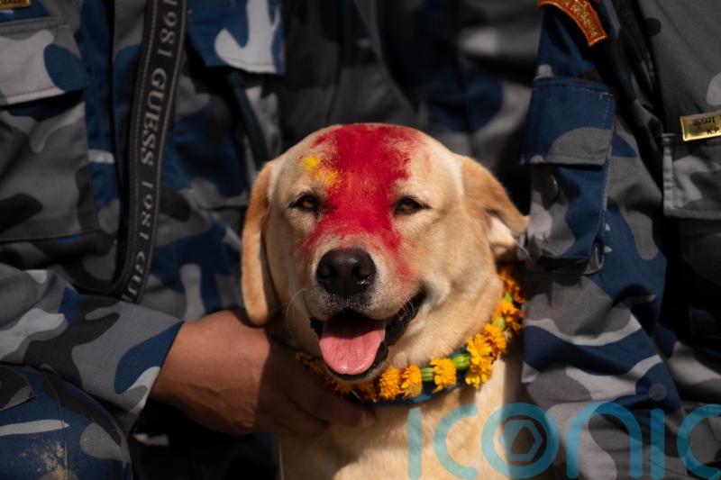 In pictures: Treats for beloved dogs in Nepal’s annual Kukur Puja festival