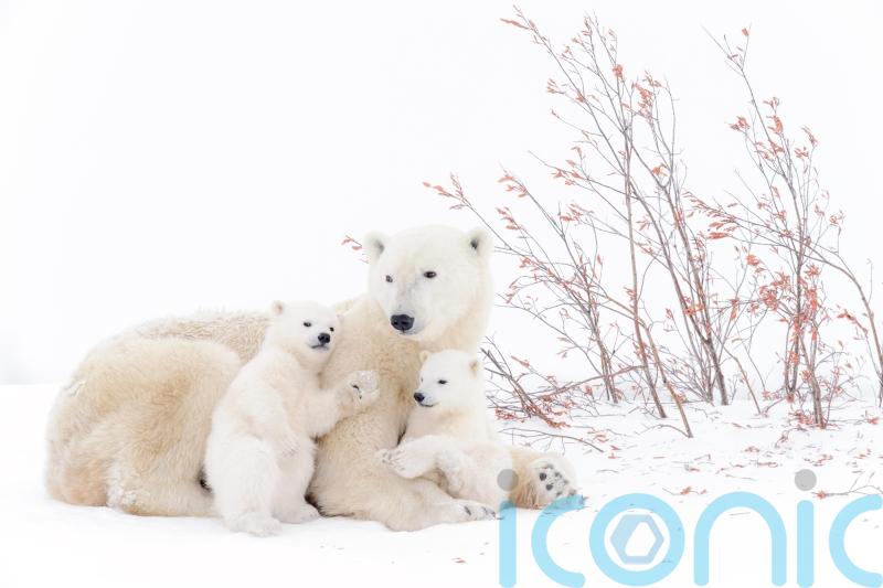 Conservationists working to tackle rising risk of polar bear encounters