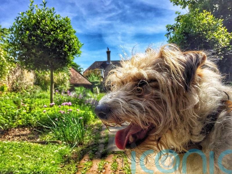 How to create a dog-friendly garden