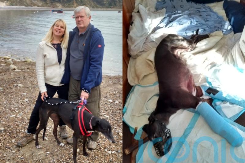 Couple forced to put dog down after she was spooked by fireworks use sedatives and calming tablets to keep new pet safe