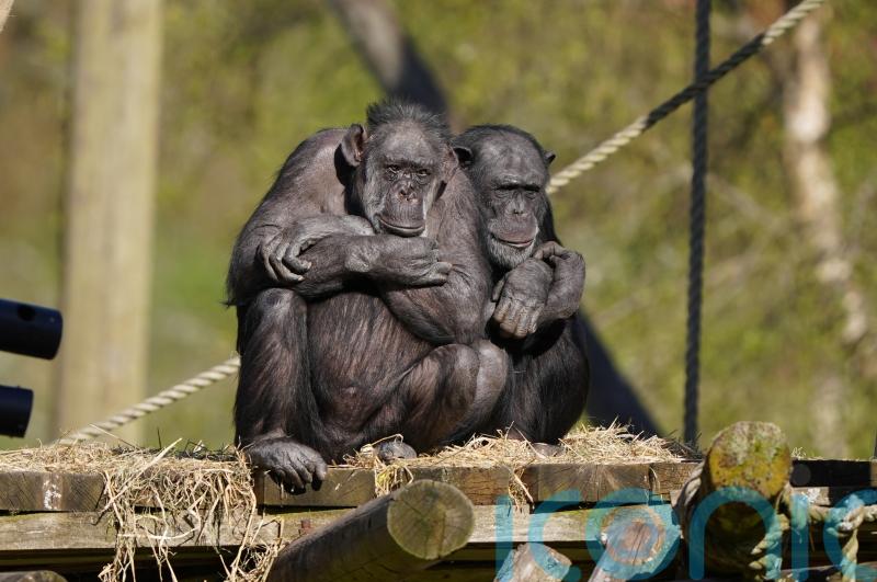 Monkeys will never be able to write Shakespeare’s entire works, study finds