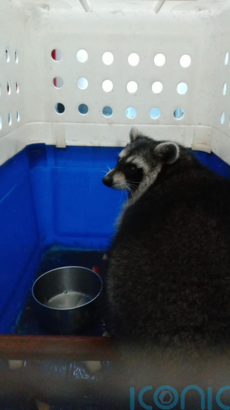 Racoon found ‘no worse for wear’ but search continues for trio still missing