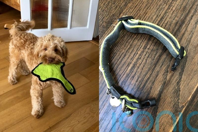 Dog owner watched in horror as beloved pet was strangled by his own collar while play-fighting in back garden