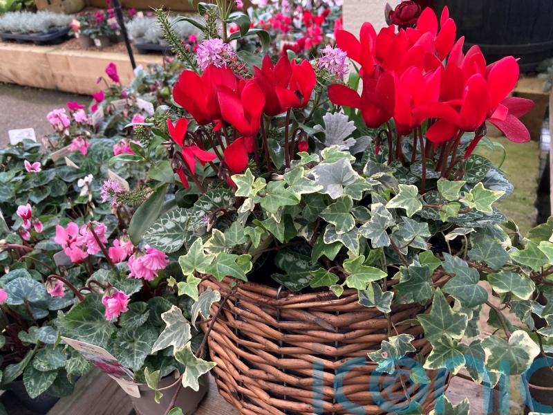 Create glorious winter pots to brighten up the darkest days