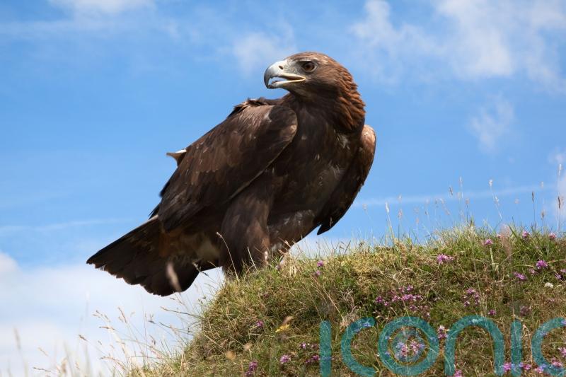 Golden eagle found dead inside plastic bag