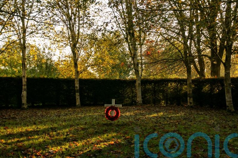 Tree cathedral planted as war memorial restored after ash dieback devastation