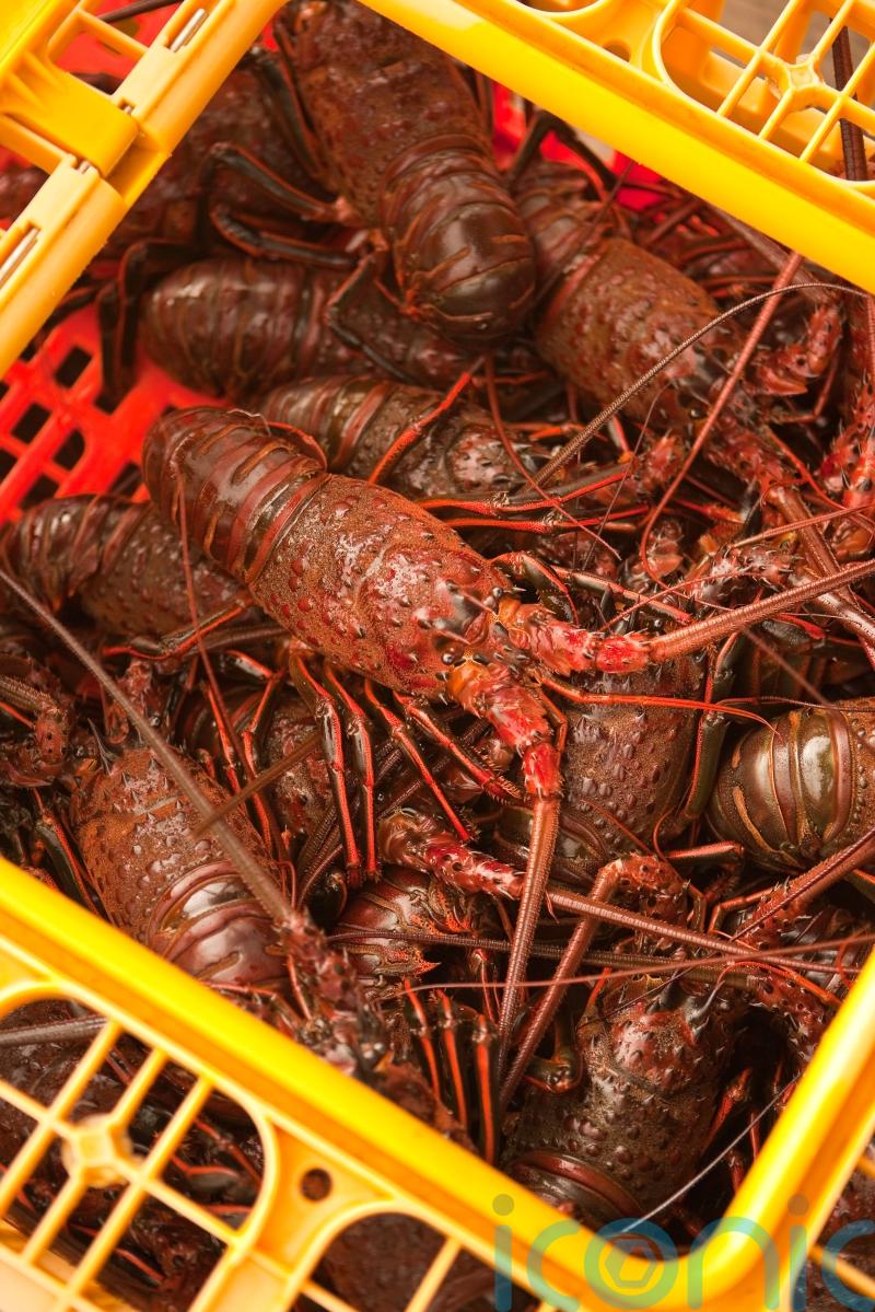 Police investigate after live lobsters are stolen from underwater storage pen
