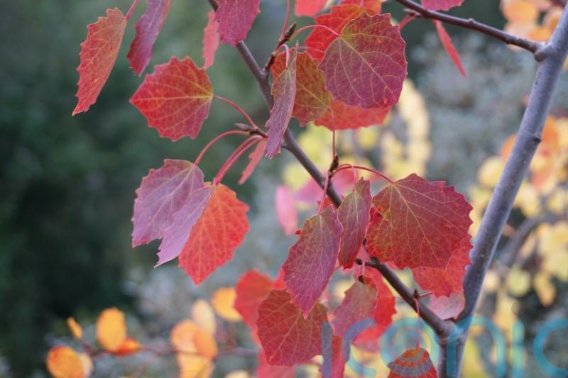 New initiative to provide ‘much-needed hope’ for endangered native aspens