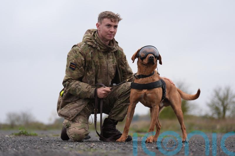 Pictures show military dogs wearing new equipment after £3.1m MoD contract