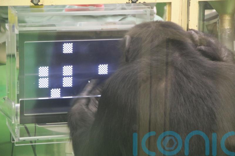 Chimps perform better at complex tasks when an audience is watching – study