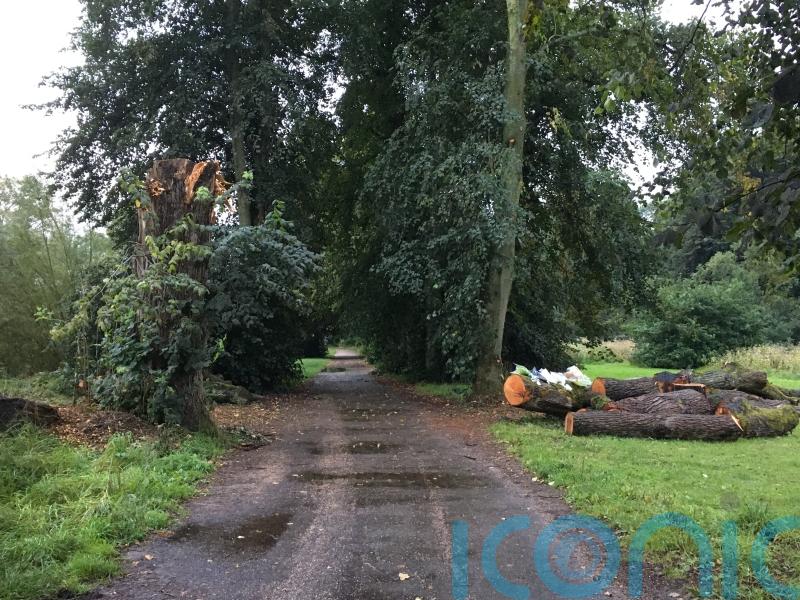 Council fined £500,000 after dog walker killed by falling tree limb