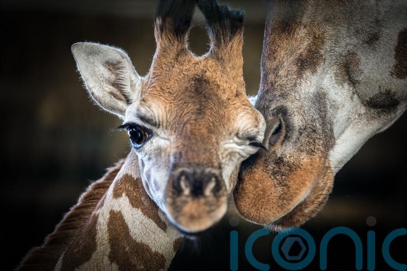 ‘Determined and curious’ giraffe calf dies at zoo