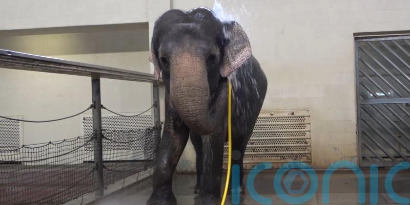Scientists amazed as zoo elephant uses water hose to shower herself