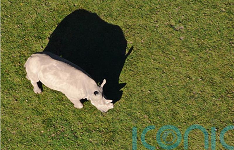 Drones to be used by zoo charity to monitor endangered species in the wild