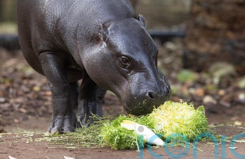 Gorillas and a pygmy hippo enjoy fruit and veg to mark London market anniversary