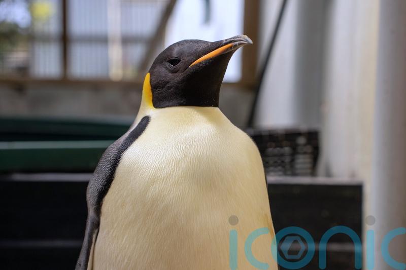 First emperor penguin known to reach Australia found on tourist beach