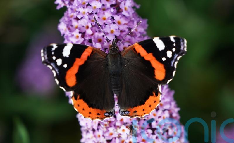 10 new butterfly species in Scotland thanks to climate change – study
