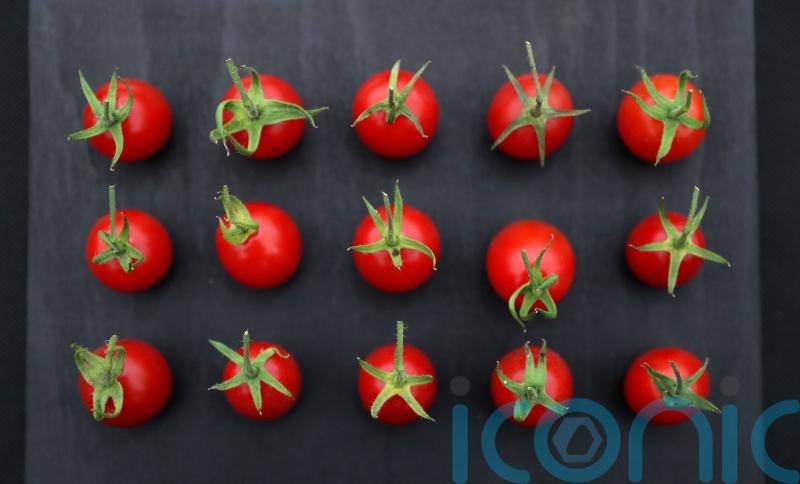 Tomatoes could be engineered to be sweeter without sacrificing size, study shows