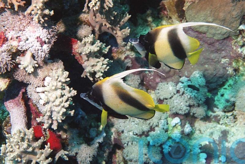 Researchers discover world’s largest coral in the Solomon Islands