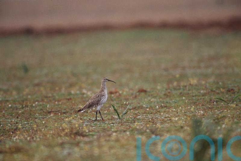 Curlew species thought to be extinct by conservationists in first for Europe