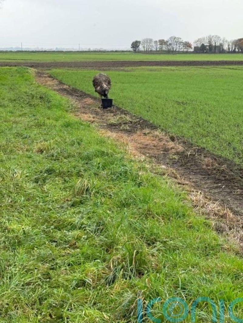Runaway emu being chased by drivers in 4x4s – police