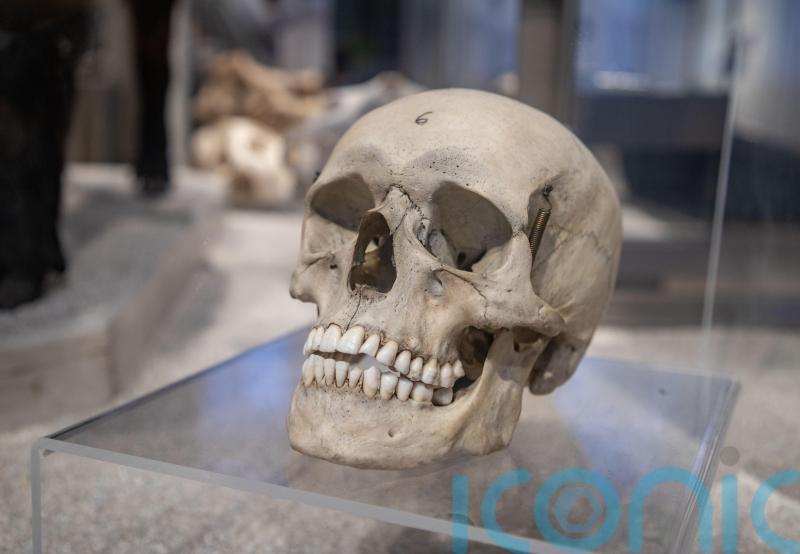 Government should close loophole which allows sale of human remains, says MP
