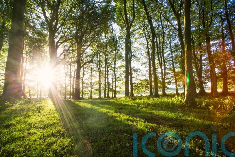 National park begins winter drive to edge closer to 100,000 tree planting target