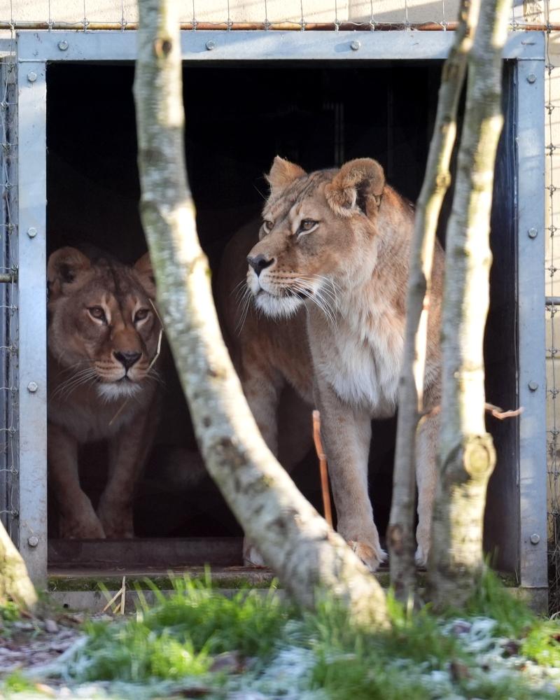 Lions rescued from war zone in Ukraine arrive at their new home in Scotland