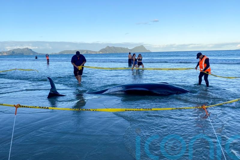New Zealanders help to save 30 whales after a pod strands on a beach