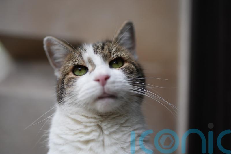 Larry who? Starmer reveals new kitten Prince is yet to meet No 10 cat